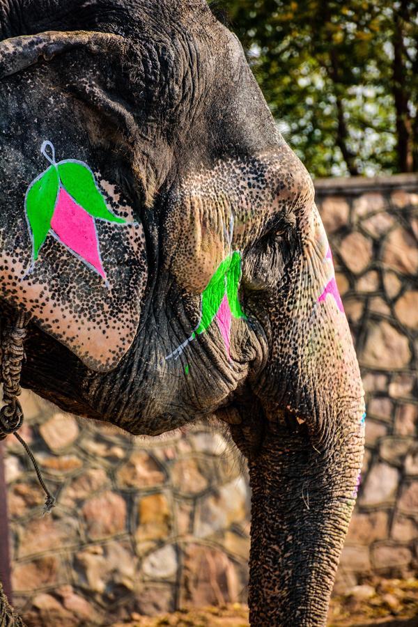 Hathi Mauja Divisione di Divisione di Jaipur Esterno foto